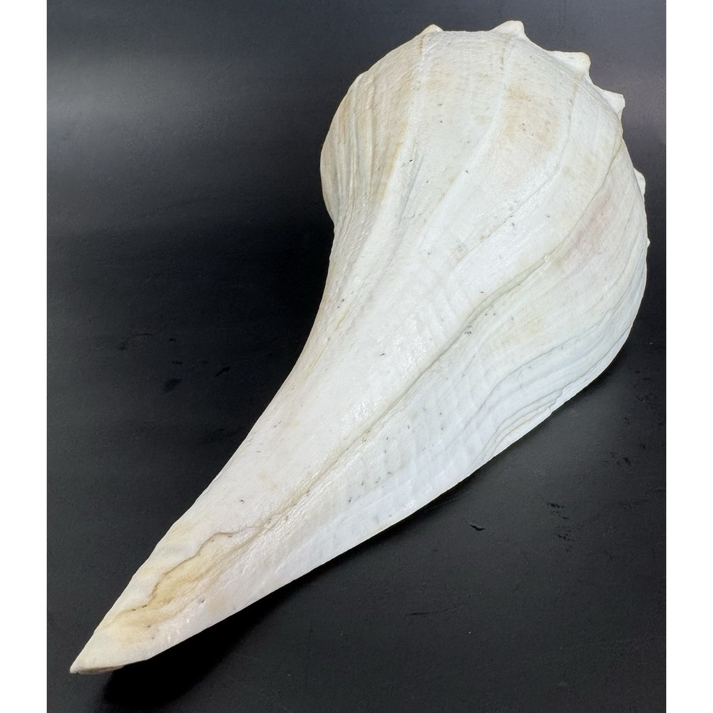 Large 12" Natural Lightning Whelk Shell Coastal Beach Nautical Ocean Decor Left - Picture 12 of 16